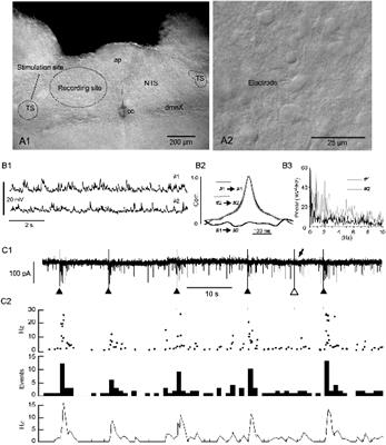 Cooperative Phase Adaptation and Amplitude Amplification of Neuronal Activity in the Vagal Complex: An Interplay Between Microcircuits and Macrocircuits